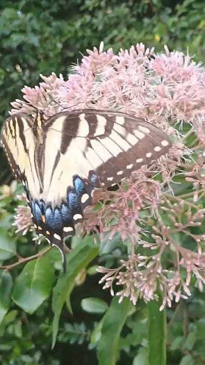 Eastern Tiger Swallowtail butterfly #foryou #butter #fly #butterfly #clydeice