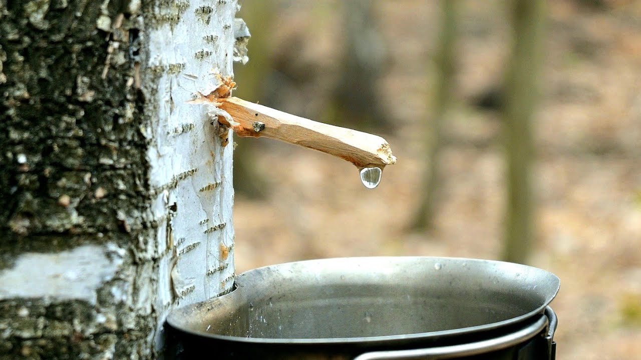 Ako Získať Vodu zo Stromu - Brezová Voda