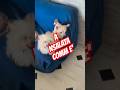 VOLUNTEER GIVES FOOD TO HUNGRY DOGS #funny #dogs #dog #cat #cats #animals #shorts #smile #pets #live