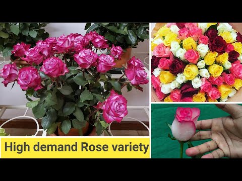वीडियो: सुंदर गुलाब की किस्में: वेलेंटाइन डे के लिए सबसे अच्छे गुलाब कौन से हैं