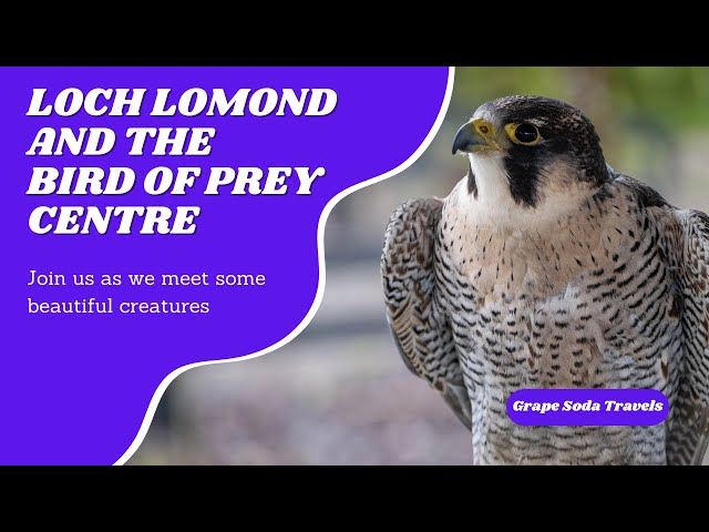 Loch Lomond Bird of Prey Centre