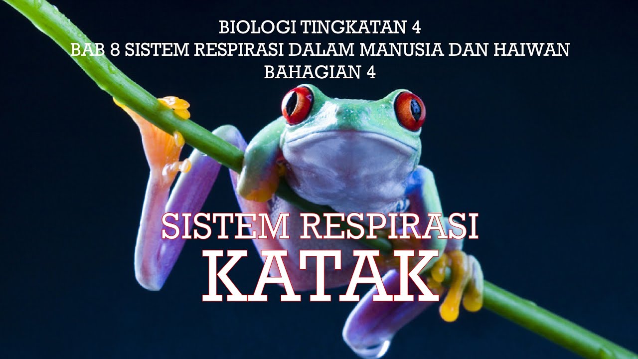 Biologi Tingkatan 4 Bab 8 Sistem Respirasi Katak - YouTube