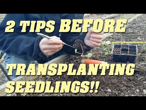 Video: The Seedlings Are Pulled Out. What To Do?