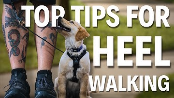 How to Teach Loose Leash Walking... FAST!