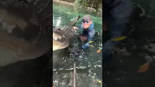 Gator Bellowing!! Bellowing Impressed Mates/Intimidate Rivals! Do A Tour With Us Crocodilechris.com