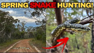 Celebrity October Herping in Australia! (Rare finds!) Profile