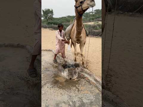 رجل يسكب الماء في بئر عميق لتخفيف الحمل على جمله في الحر الشديد