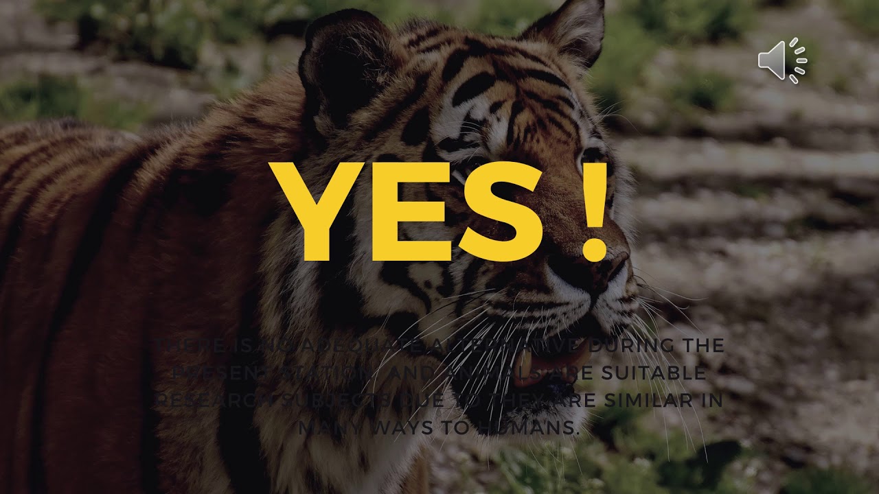Why Animal Research Is Essential To Tackling Covid 19 YouTube