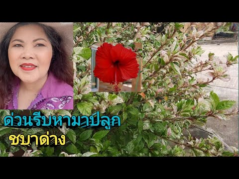 ชบาด่างหรือชบาสามสี.EP.130