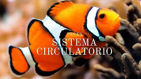 ¿Por qué el sistema circulatorio de los peces es simple?