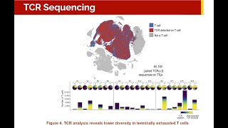 Kelly Street: “Analysis of Single Cell T-Cell Receptor Sequencing”