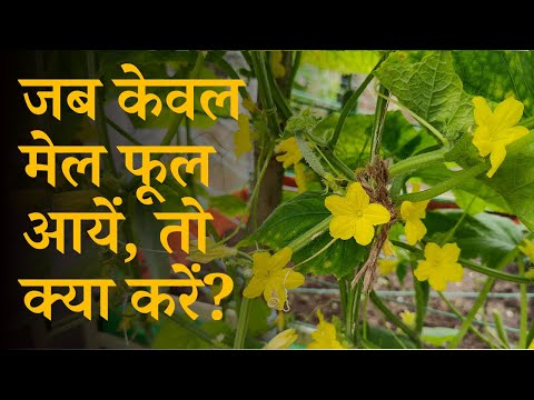 वीडियो: पौधों को कैसे दबाएं: पत्तियों और फूलों को दबाने के बारे में जानें