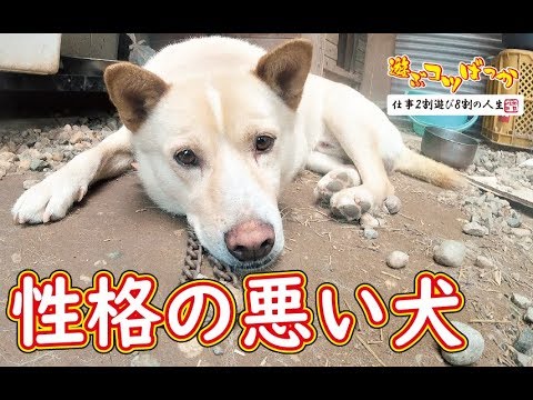 猟犬 性格の悪い犬 笑 Youtube