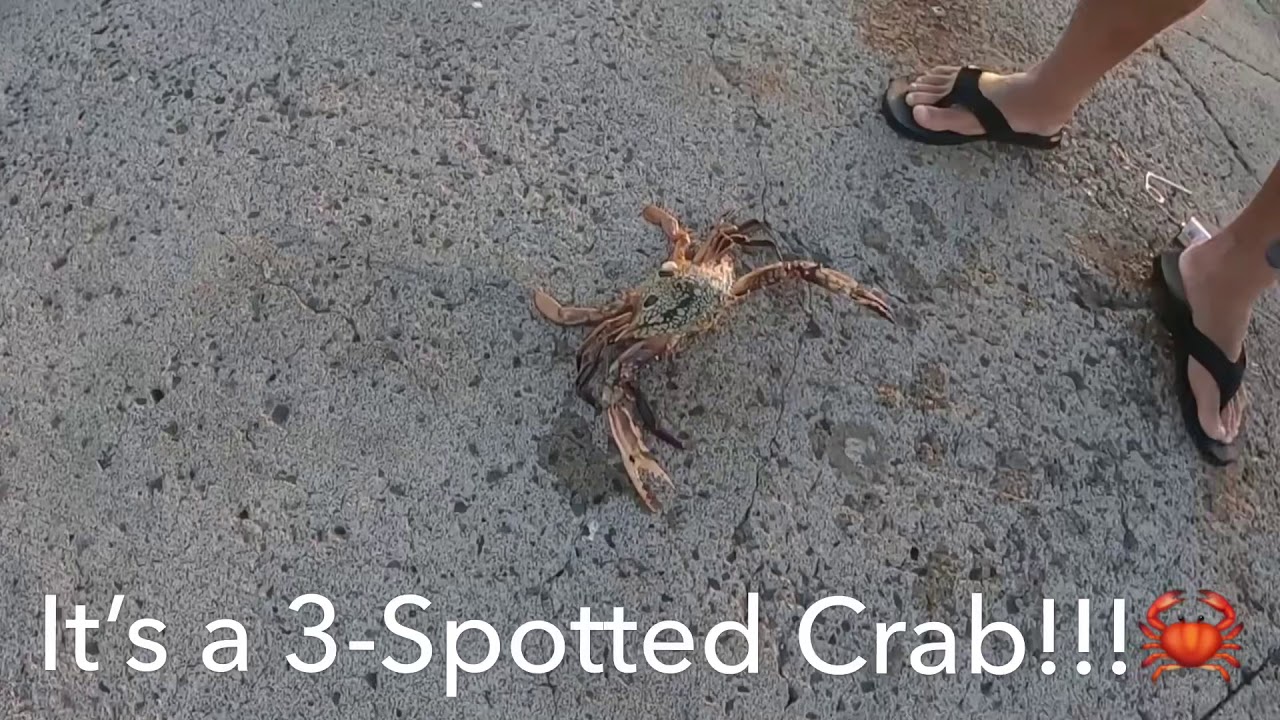 Free Will Fishing! Episode 3: Surprise Hookup! Hawaiian Crab, Island Fishing - YouTube
