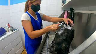 FEARFULL I Grooming Border collie by Dlakca pet grooming 236 views 1 year ago 3 minutes, 23 seconds