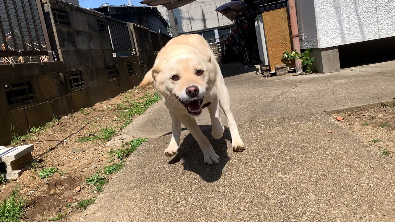 爆睡中の犬にいたずらしてみた的youtube视频效果分析报告 Noxinfluencer