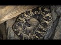 Dangerous Reptiles Were Hiding Inside This Mine…