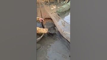 Về Miền Tây Tát Ao bắt cá đồng! #travel #miềntây #callofduty