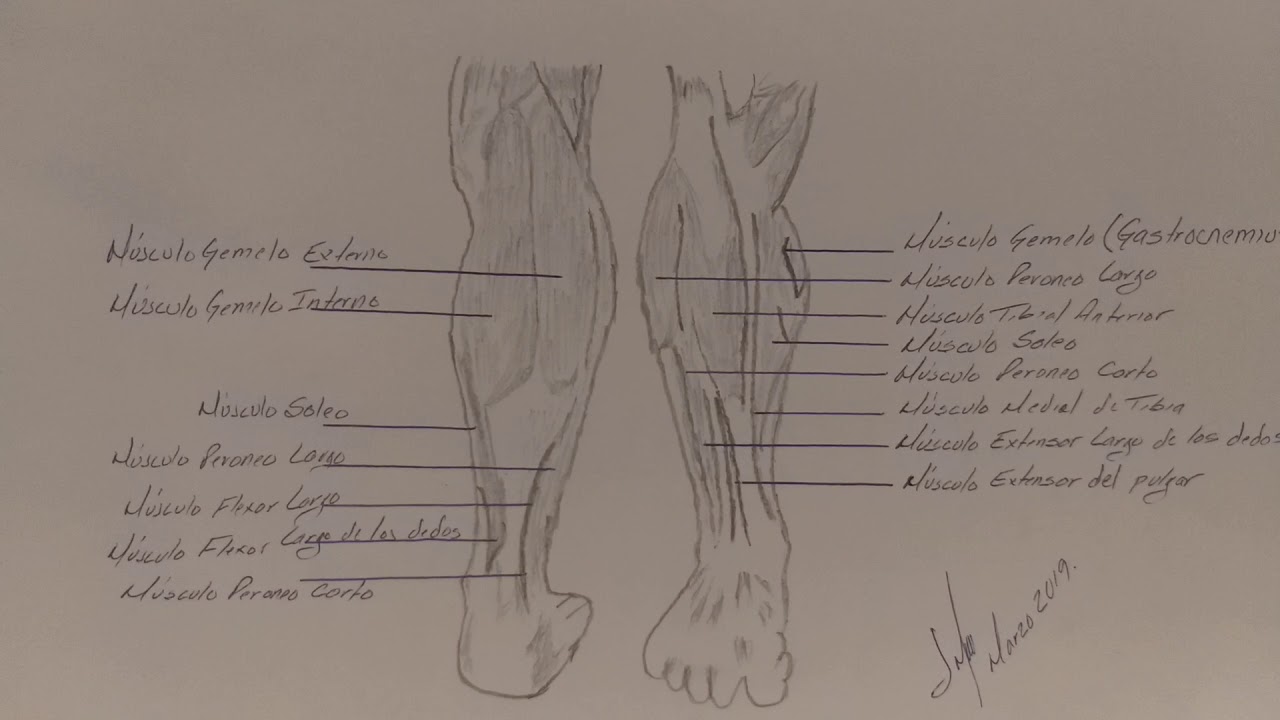Musculos de la pierna