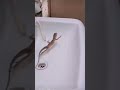 One Two Three Start Funniest Video Lizard Funny Video Lizard 1 2 3 Start 