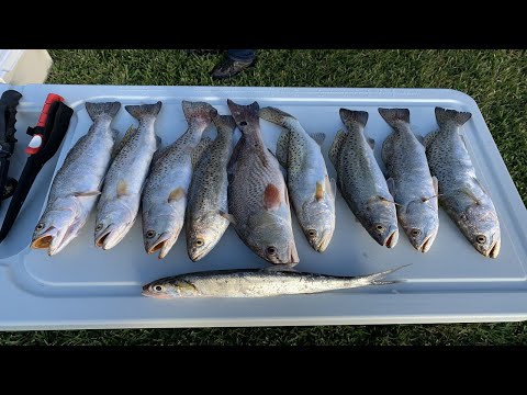 Redfish Stringer