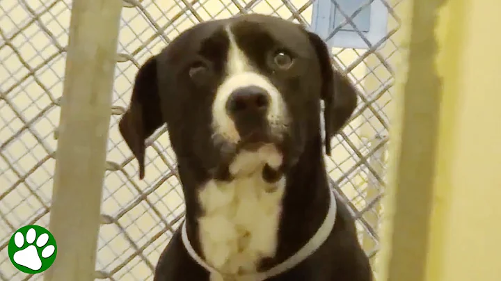 Shelter dog realizes he’s been adopted - DayDayNews