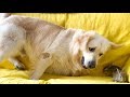 Golden Retriever Tries to Play with a Baby Bunnies!