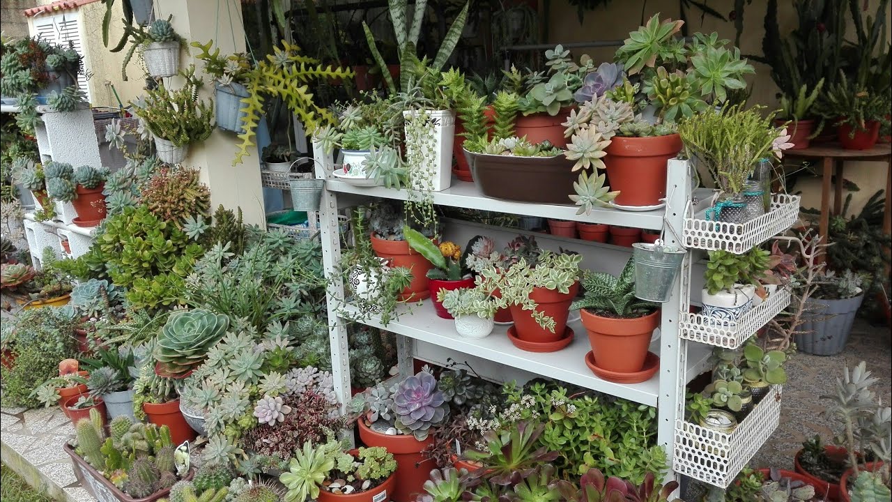 #Suculentas bem resistentes ,com poucos cuidados  são  surpreendentes venha ver !🍀🌻🍀🌻
