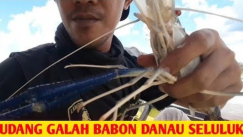 MANCING UDANG GALAH BABON DISUNGAI ARUT || DANAU SELULUK PUNYA CERITA|| imam evoraider