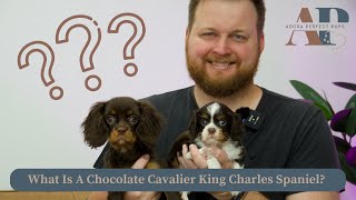 What Is A Chocolate Cavalier King Charles Spaniel?