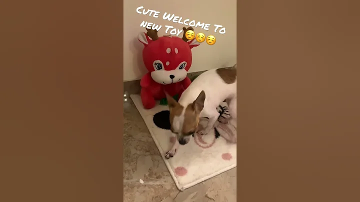 Chihuahua welcoming new toy ☺️☺️ #chihuahua #dog #viral #kiara #funny #puppy #cutedog #shorts #cute