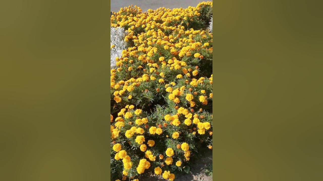 Бархотки - YouTube