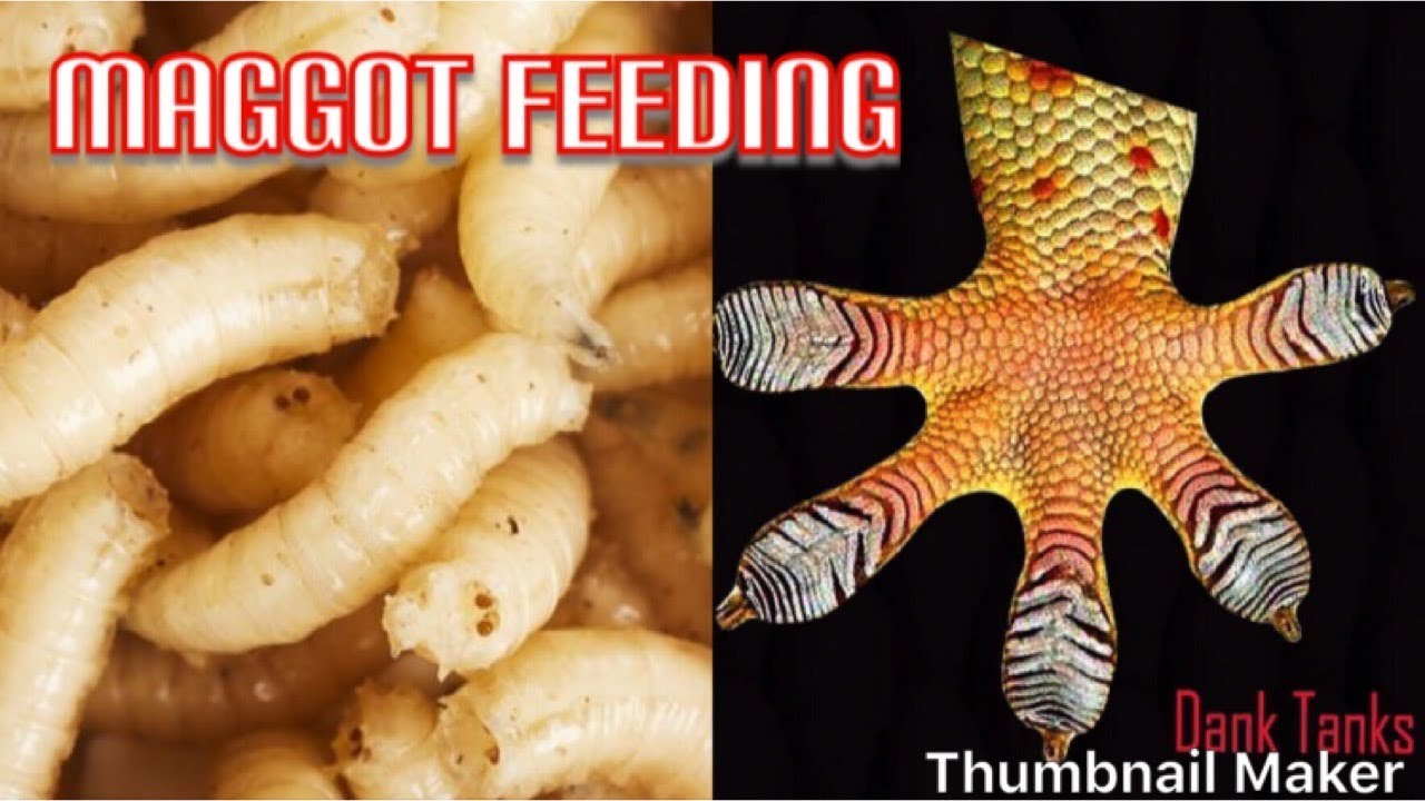 Feeding My Dart Frogs Maggots YouTube