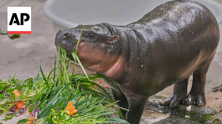 Baby pygmy hippo sensation Moo Deng celebrates first birthday