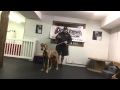 Dog training schools nj - Tips, Tricks in NJ Dog training schools nj - Tips, Tricks in NJ
