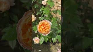 Colette rose by Meilland in our English cottage garden