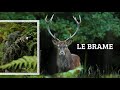 Comment photographier le brame du cerf ?