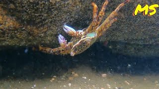 Discover the Fascinating Creatures that Live in Australian Rock-Pools!