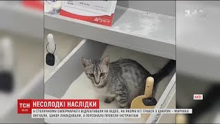 Кота, який надзюрив у цукор, прихистила працівниця супермаркету Кота, який надзюрив у цукор, прихистила працівниця супермаркету