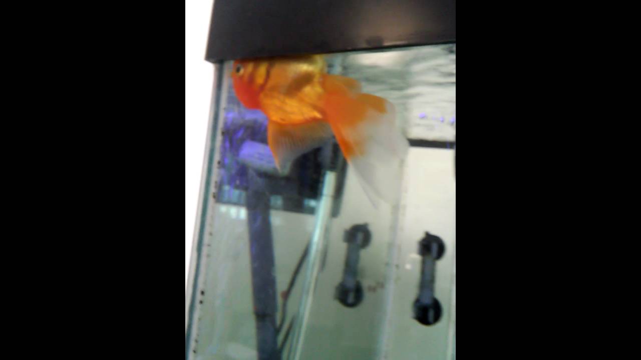 Machiavelli.... The goldfish who fakes his death. Playing possum too