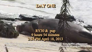 Days1-6 Life History Hawaiian Monk Seal 2015.5.15b