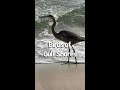 Birds of Prey Gulf Coast Alabama