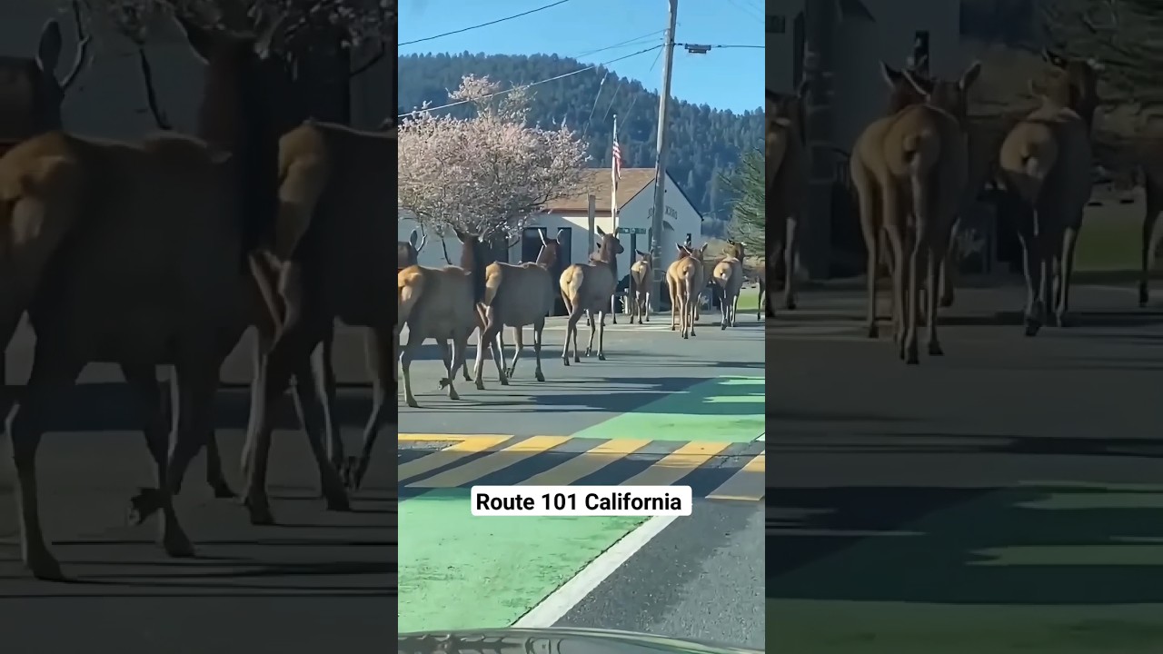 Animal traffic on Route 101 