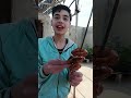 حسين بحب مشاوي هو وهافرين شوفوا بسيخ المشاوي 