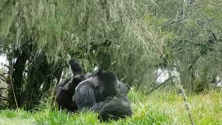 Two Young Gorillas Play On A Silverback | Dian Fossey Gorilla Fund