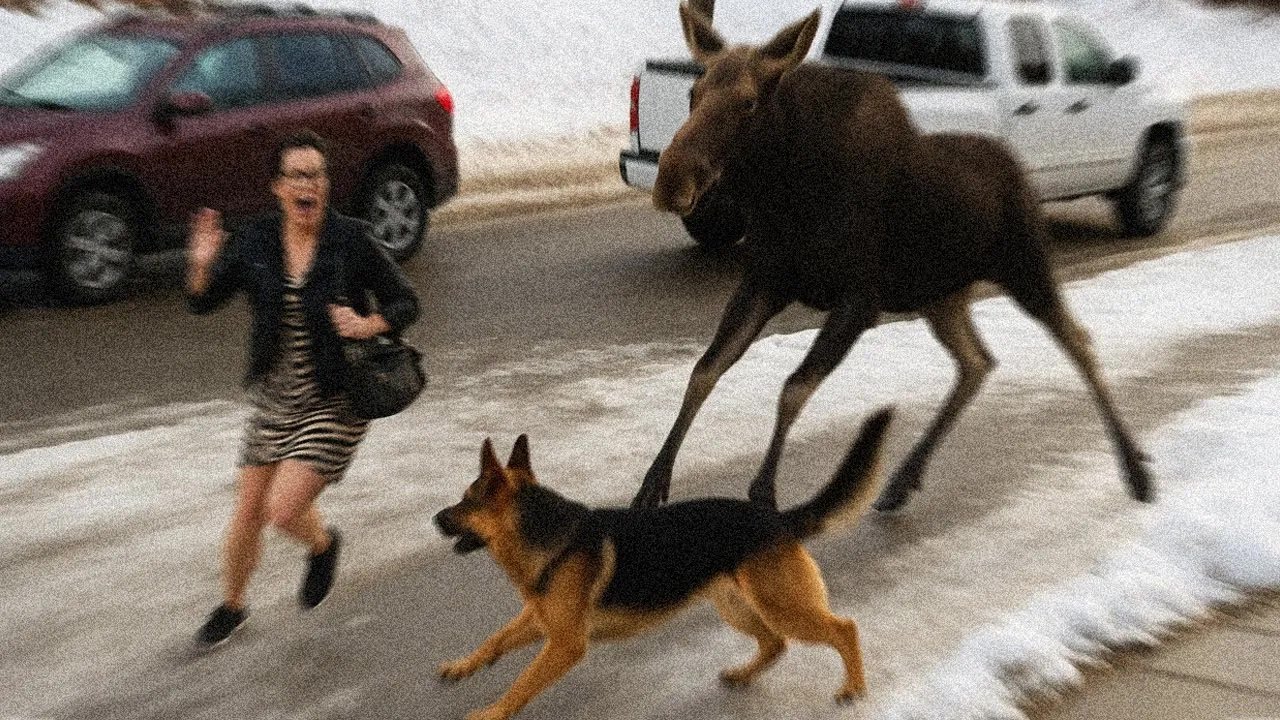 ¡Animales Héroes Que Salvaron Vidas Humanas!