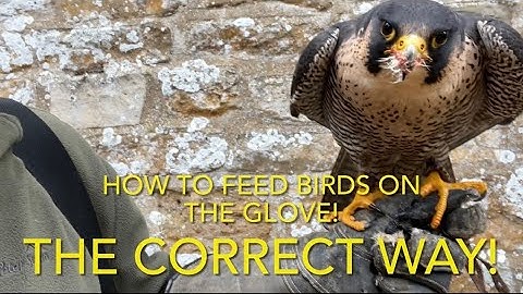 FALCONRY: feeding Harris hawks and all others on the glove