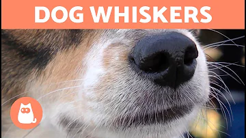 What happens if you pull out your dog's whiskers?