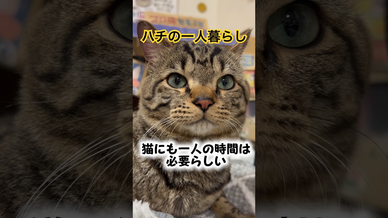 ねこハチおまとめ Hachi moved out and started living alone🏠 - YouTube