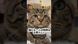 Hachi moved out and started living alone🏠 - YouTube